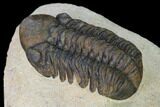 Detailed, Reedops Trilobite - Atchana, Morocco #165891-4